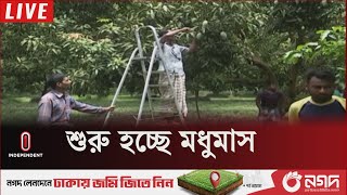 অপরিপক্ক আম বাজার জাতের চেষ্টা করলে কঠোর ব্যবস্থা.. | Mango Season | Independent TV