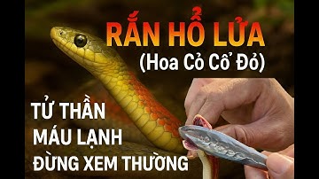 Rắn Hổ Lửa ( Hoa Cỏ Cổ Đỏ) - Tử Thần Máu Lạnh🐍🔥#snake #randoc #canhbao