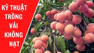 Kỹ thuật trồng cây vải không hạt đạt năng suất cao || Cây vải không hạt