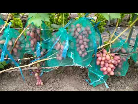 Гамлет- ранний,очень крупноплодный,урожайный