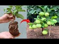 The technique of growing guava from branches helps the tree grow quickly and produce many fruits