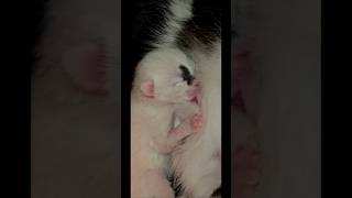 Kitten Diary: Day 2