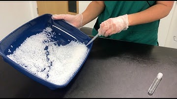 How To Get A Urine Sample From Your Cat