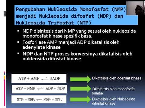 14 METABOLISME NUKLEOTIDA