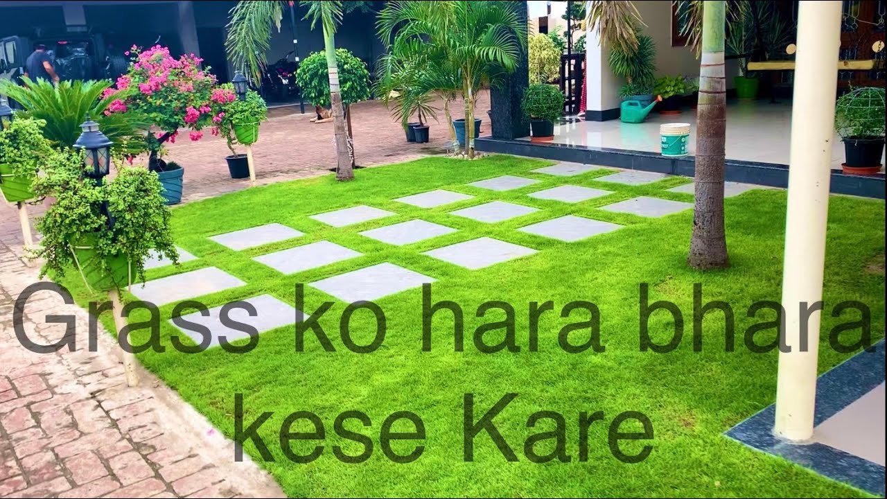 How to care Russian lawn grass or selection no 1 grass गास सूखा है ओर