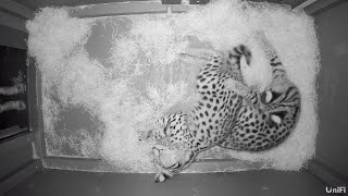 Serval Kittens Update!