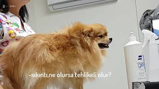 Pomeranian hamilelik ve doğum süreçleri kısa özet halinde - Ultrason ve hamilelik görüntüleri