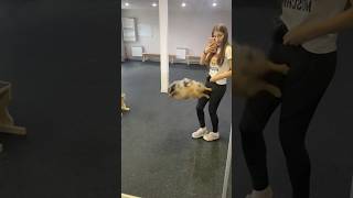 INCREDIBLE GERMAN SPITZ! #shorts#tiktok#dog#love#tricks