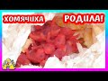 Хомячиха FANTA РОДИЛА Хомячат / Сирийские ХОМЯЧАТА / Alisa Easy Pets