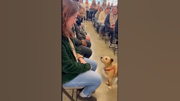 In this place.. Dogs adopt humans. #dogs #adoptme #adoptdontshop #babiesdogscats #viral #shorts