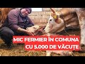 Mic fermier n comuna cu 5000 de vaci