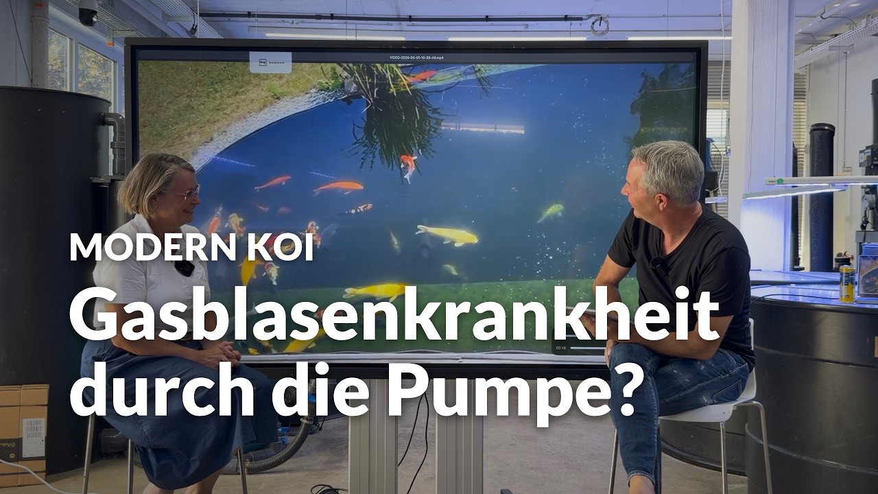Wirbel in der Pumpenkammer: Wenn die Pumpe Luft zieht | Modern Koi Blog #8318