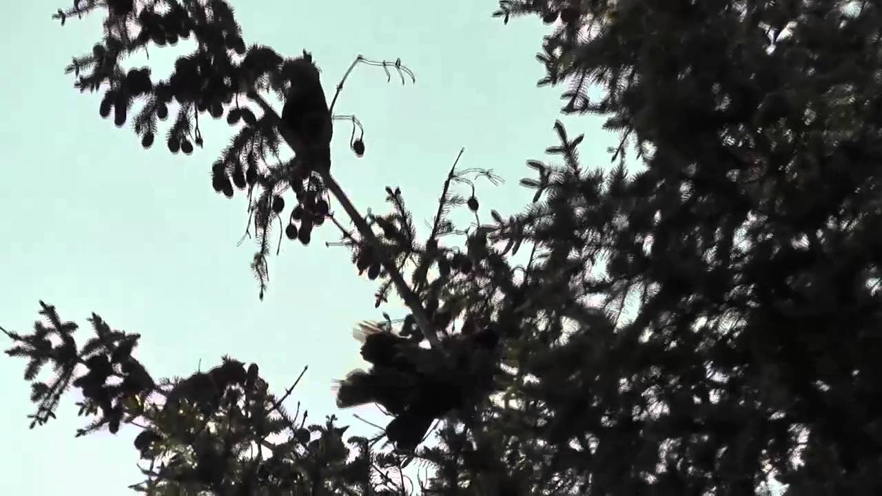 Loud Birds In Tree Shadow Alaska Mohr Productions extinct animal footage