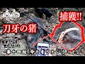 甲斐犬単独猟 第十四話「命を奪うということ」Japanese hunting kaidog