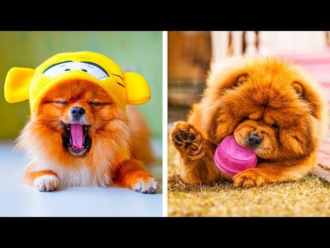 Vidéo: Quelles Sont Les Races De Chiens Les Plus Mignonnes ?