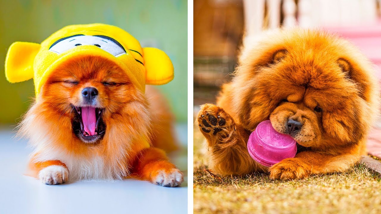 8 Races De Chiens Les Plus Mignonnes Qui Te Feront Craquer