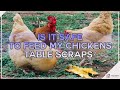 Is It Safe To Feed My Chickens Table Scraps