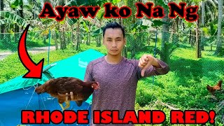 Download Lagu Bakit Ako Tumigil sa Pag-aalaga ng Rhode Island Red | Free Range Chicken Farming PH MP3 Download Lagu Bakit Ako Tumigil sa Pag-aalaga ng Rhode Island Red | Free Range Chicken Farming PH MP3