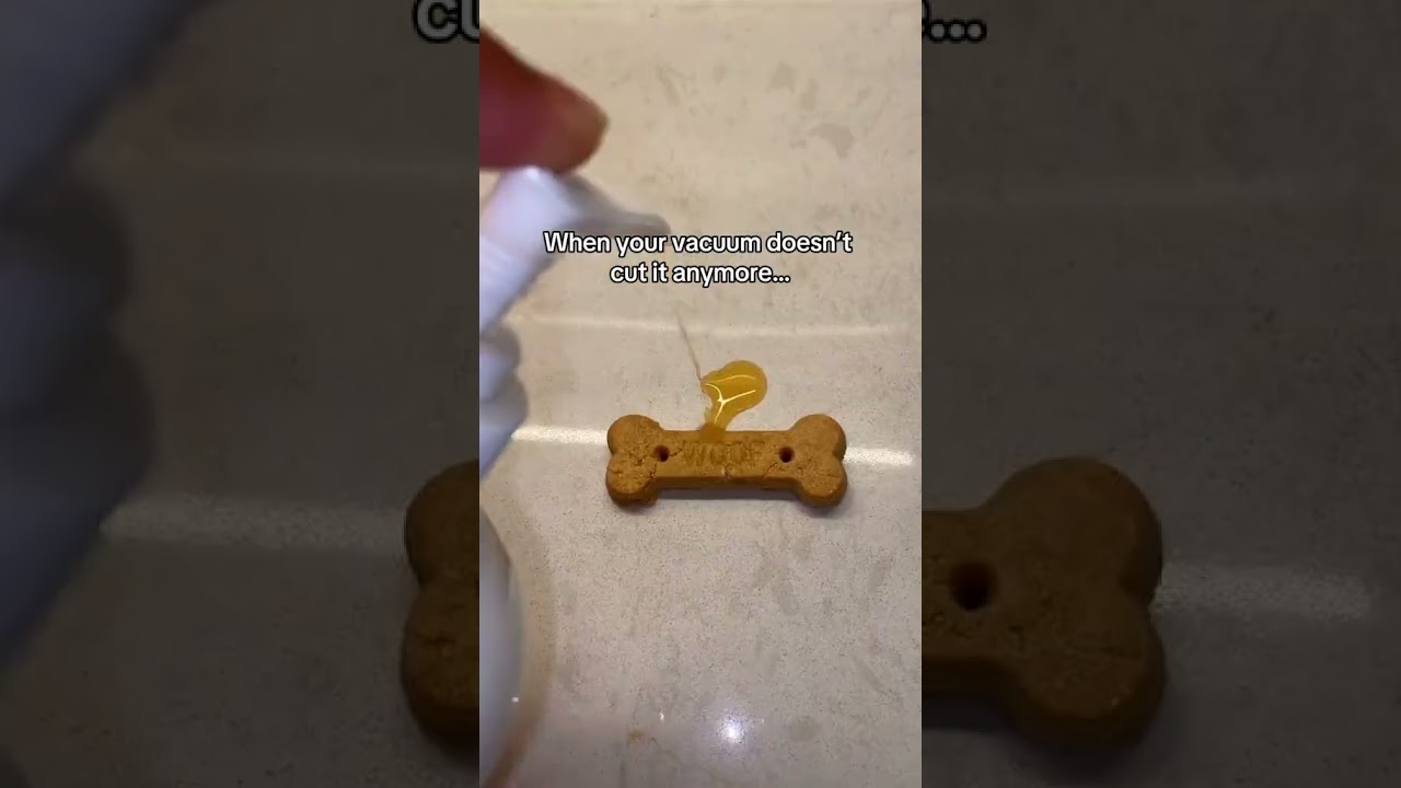 Shedding Light: The Truth About Dog Fur Everywhere