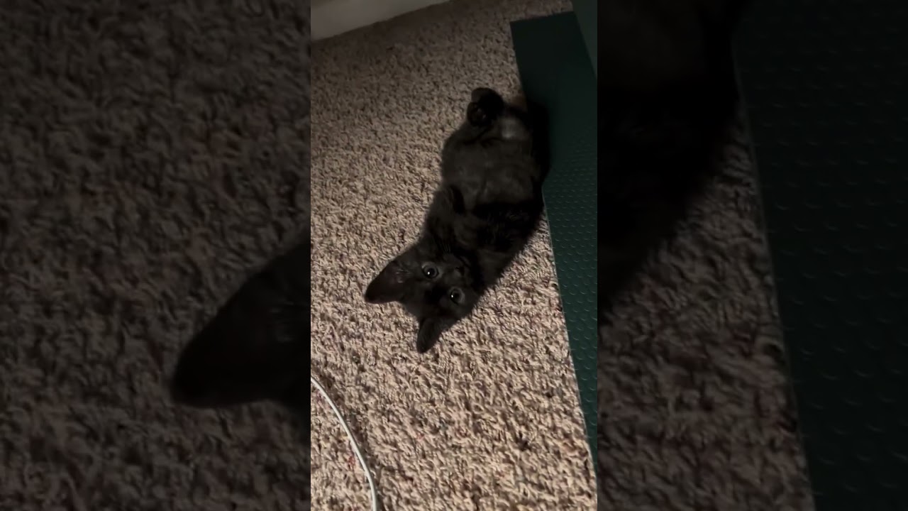 Pequeno, doce e cheio de amor 🐾❤️.