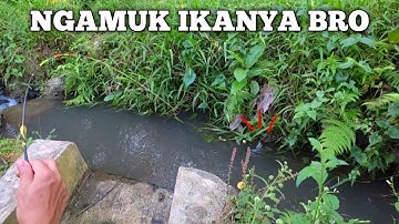 Mancing wader pakai joran super lentur - umpan jitu di selokan kecil