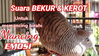 Perkutut Bangkok Gacor BEKUR KEROT memancing birahi dan emosi