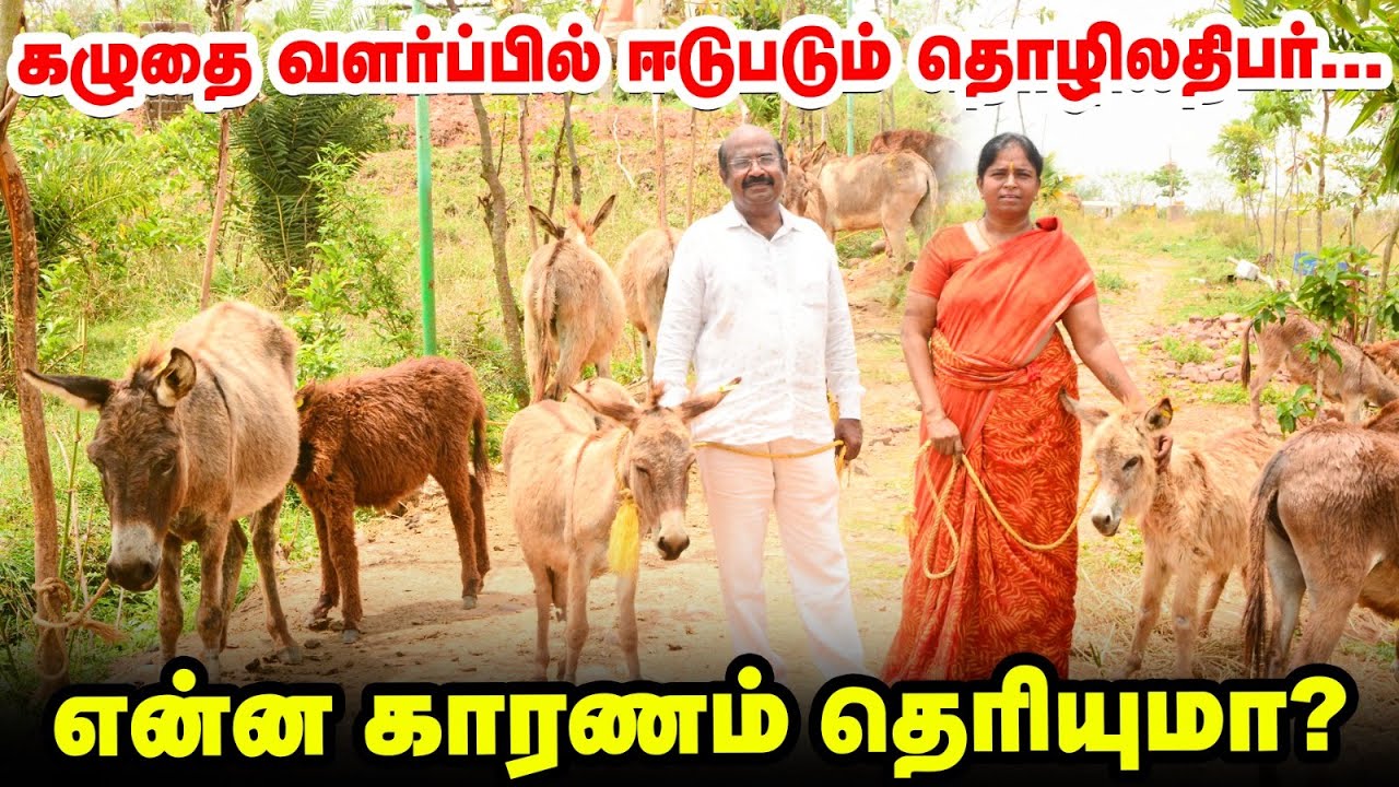 ஒரு லிட்டர் கழுதைப் பால் 10,000 ரூபாய் வரை விற்கப்படுகிறதா? | Donkey Milk | Donkey Farm