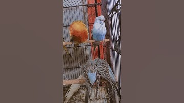 #birds #parrot #bird #business #pigeon #birdspecies #religion #greenparrot #pigeonbird #birdsaviary