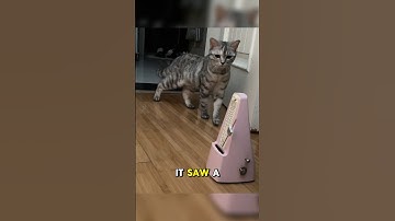 This cat is curious about the metronome #cat #petsunited #pets #funnycats