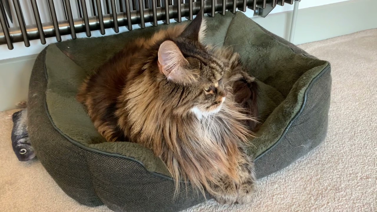 Happy Maine Coon Purring Loudly! YouTube