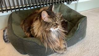 Happy Maine Coon Purring Loudly!