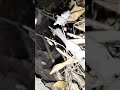 جحر التعلب
