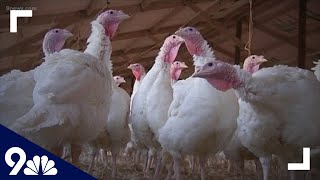 Smaller Thanksgiving turkeys in demand due to COVID-19