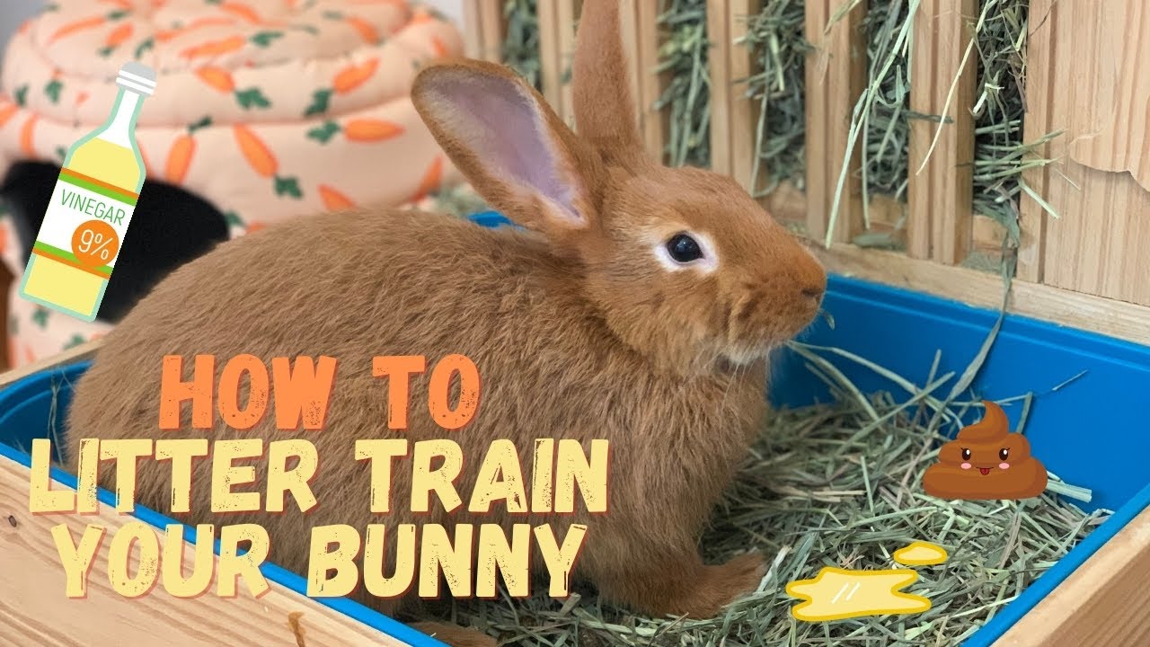 How to litter train your rabbit! YouTube