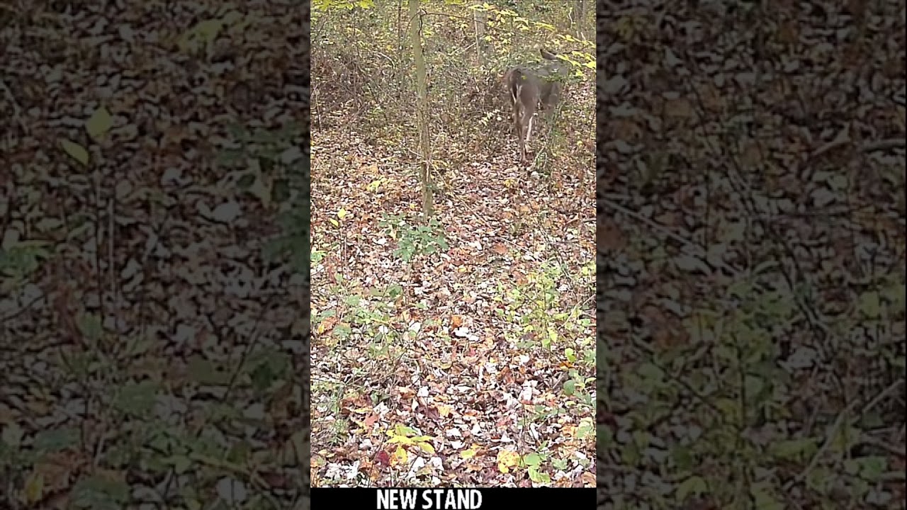 Shooter Buck Avoids Hunters Once Again