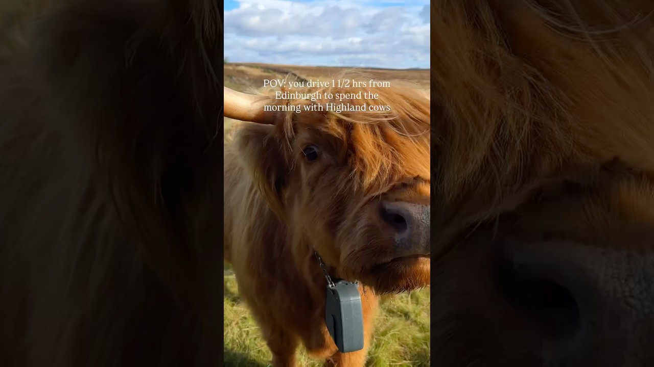 Would you spend the day with Highland cows in Scotland? 🏴󠁧󠁢󠁳󠁣󠁴󠁿 