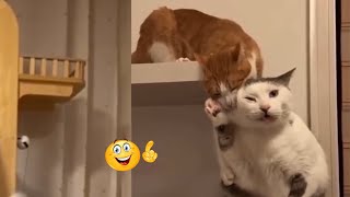 Try not to Laugh | funny animal things | funny videos | musuppaathy