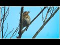 EL CANTO DEL ZORZAL COMÚN 🎼 (song thrush singing )