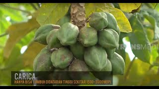 Mengenal Buah Carica | RAGAM INDONESIA (22/01/21)