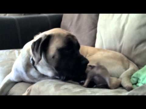 english-mastiff,-being-gentle-giant.-cute-funny