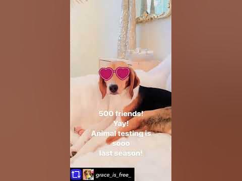 My “ENVIGO” Adopted Beagle “Grace” has 520 Followers! 😍🐶 End Animal