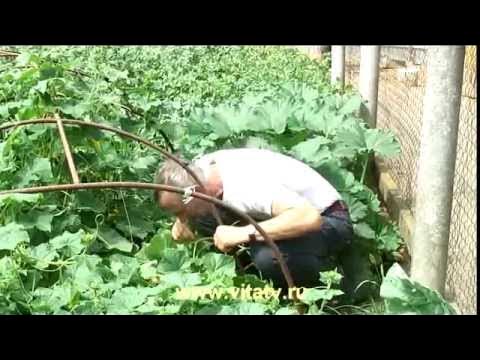 Доктор попов фото