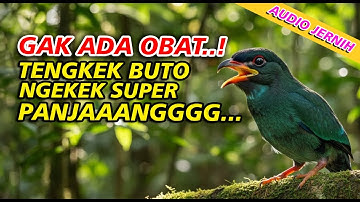 masteran TENGKEK BUTO GACOR suara jernih ngekek panjang full HD