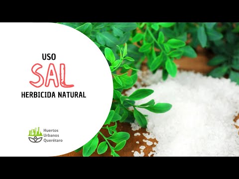 Video: ¿Se pueden eliminar las malas hierbas con sal? Información sobre el uso de la sal para eliminar las malas hierbas