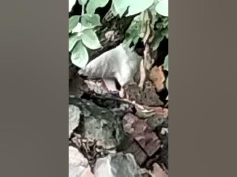 біла киця з чорним хвостом - YouTube