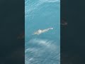 Penampakan seekor hiu paus sepanjang 6 meter muncul di pulau Tunda kabupaten serang