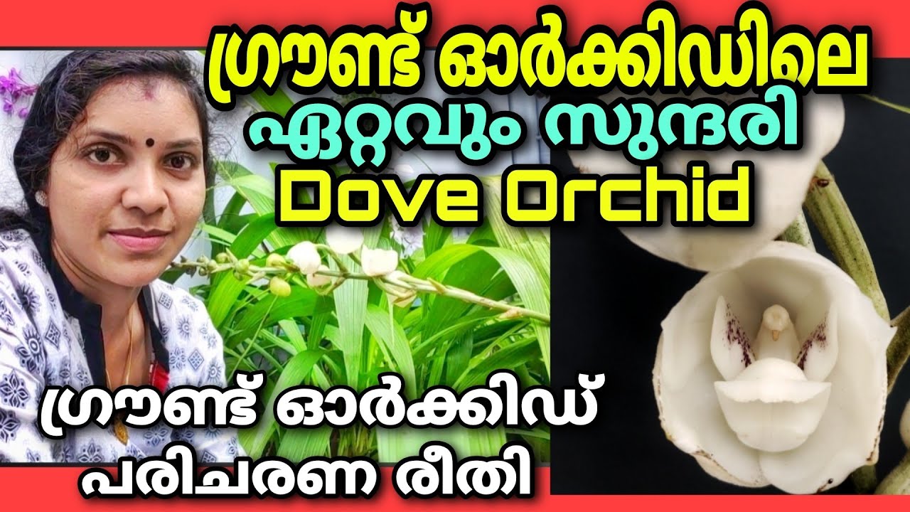 ഗ്രൗണ്ട് ഓർക്കിഡിലെ സുന്ദരി|Dove orchid , Care in malayalam| ഓർക്കിഡ്  പൂക്കാൻ| കൂടുതൽ തൈ ഉണ്ടാകാൻ |