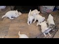 All white huskies  puppies week 8 playtime