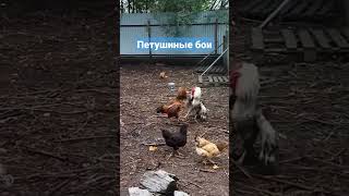 Принимаю Ставки Прямо У Себя В Огороде)