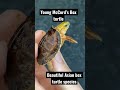 Baby Asian Box Turtle!